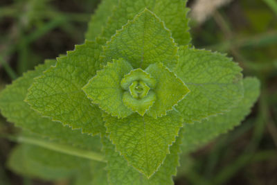 Close-up of green leaves