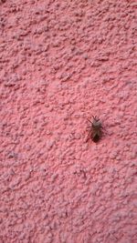 High angle view of insect on red wall