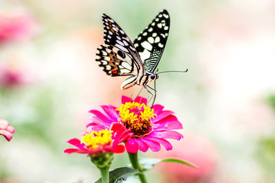 Close-up of butterfly pollinating on pink flower