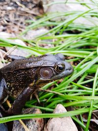 Close-up of lizard on grass