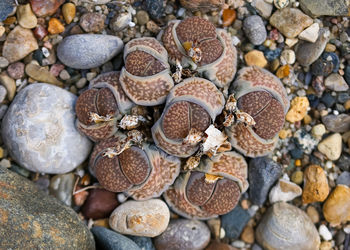 large group of objects