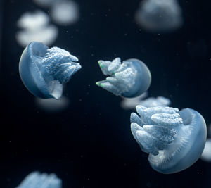 Close-up of jellyfish in oceanarium 