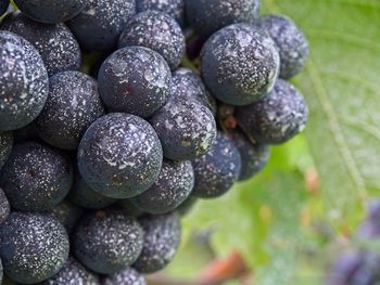 Close-up of grapes growing on plant