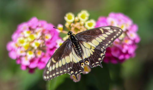 Close-up of butterfly pollinating on pink flower