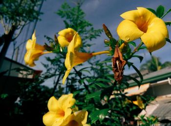 Close-up of yellow flower