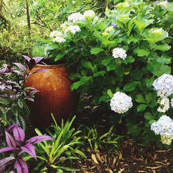 Close-up of white flowers
