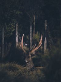 Deer in a forest