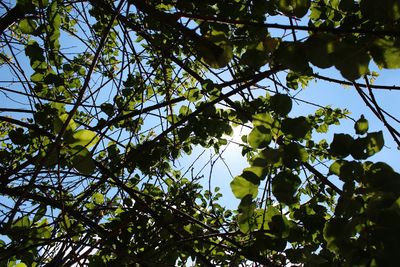 Low angle view of tree against sky