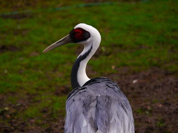 Close-up of white bird on red flower