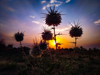 Close-up of flowering plants on field against sky during sunset