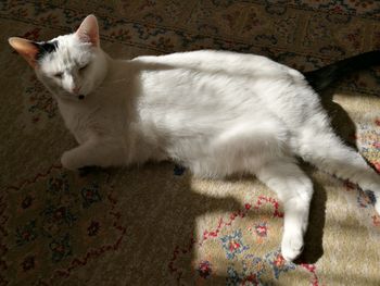 High angle view of cat relaxing at home