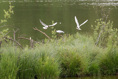 Lake with trees in background