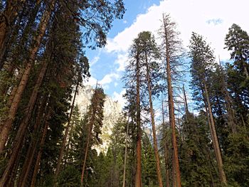 Low angle view of pine trees in forest against sky