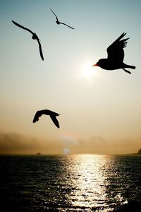 Silhouette bird flying over sea against sky during sunset