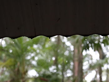 Close-up of water drops on leaves