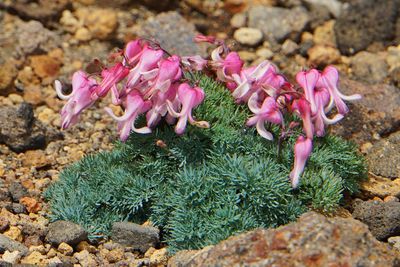 Close-up of pink roses on rock