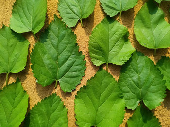 Full frame shot of leaves