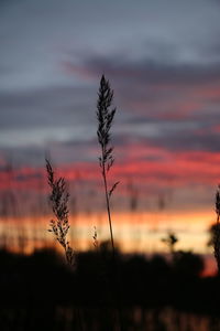 Silhouette landscape against orange sky