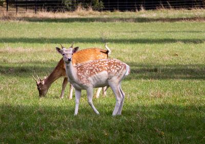 Deer in a field