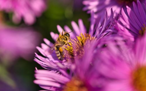 Close-up of bee pollinating on purple flower