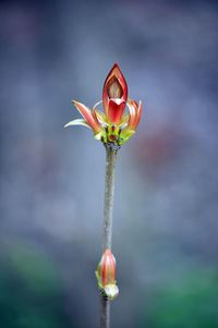 Close-up of red flower blooming outdoors