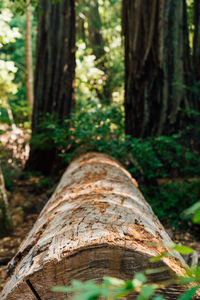 View of tree trunk in forest