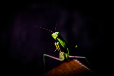 Close-up of insect on leaf