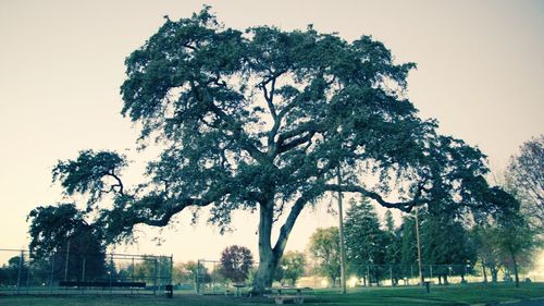 Trees in park against clear sky