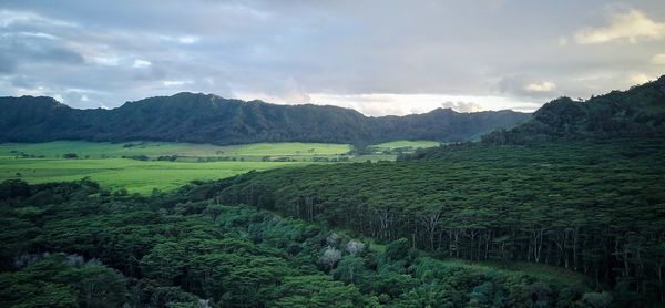 Scenic view of agricultural field against sky