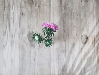 Close-up of leaves on wooden wall