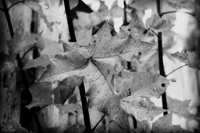 Close-up of dry leaves on plant