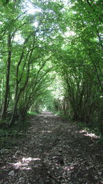 View of trees in forest