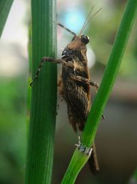 Close-up of insect on plant