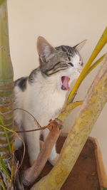 Close-up of cat sitting on floor