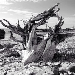 Dead tree stump against sky