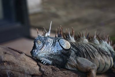 Close-up of a turtle in zoo