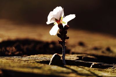 Close-up of flowers blooming outdoors