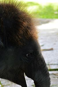 Close-up portrait of monkey