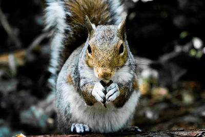 Close-up of squirrel