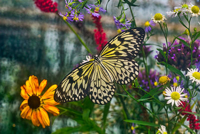 Close-up of butterfly pollinating on flower