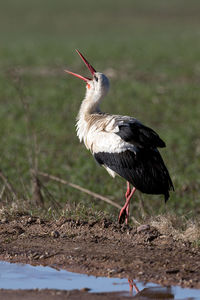 Side view of a bird on field