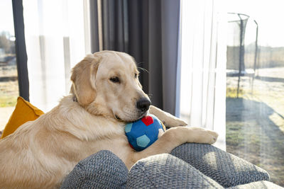 A young male golden retriever is lying on the couch backrest in the living room of the house. 