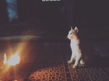 Cat sitting on floor at home