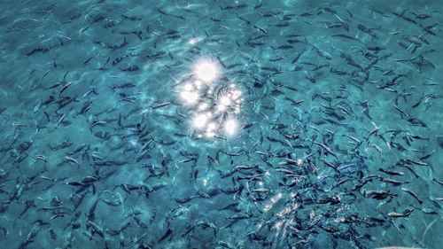 School of fish swimming in sea