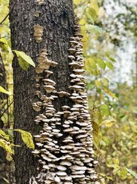 Close-up of mushroom growing on tree trunk