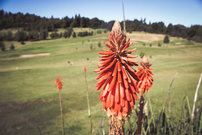 Close-up of red poppy flower on field