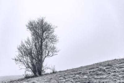 Tree on field against clear sky