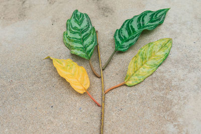 Directly above shot of leaves and twig on sand