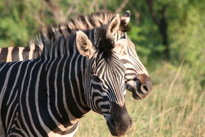 Zebras in a field