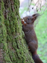 Squirrel on tree trunk